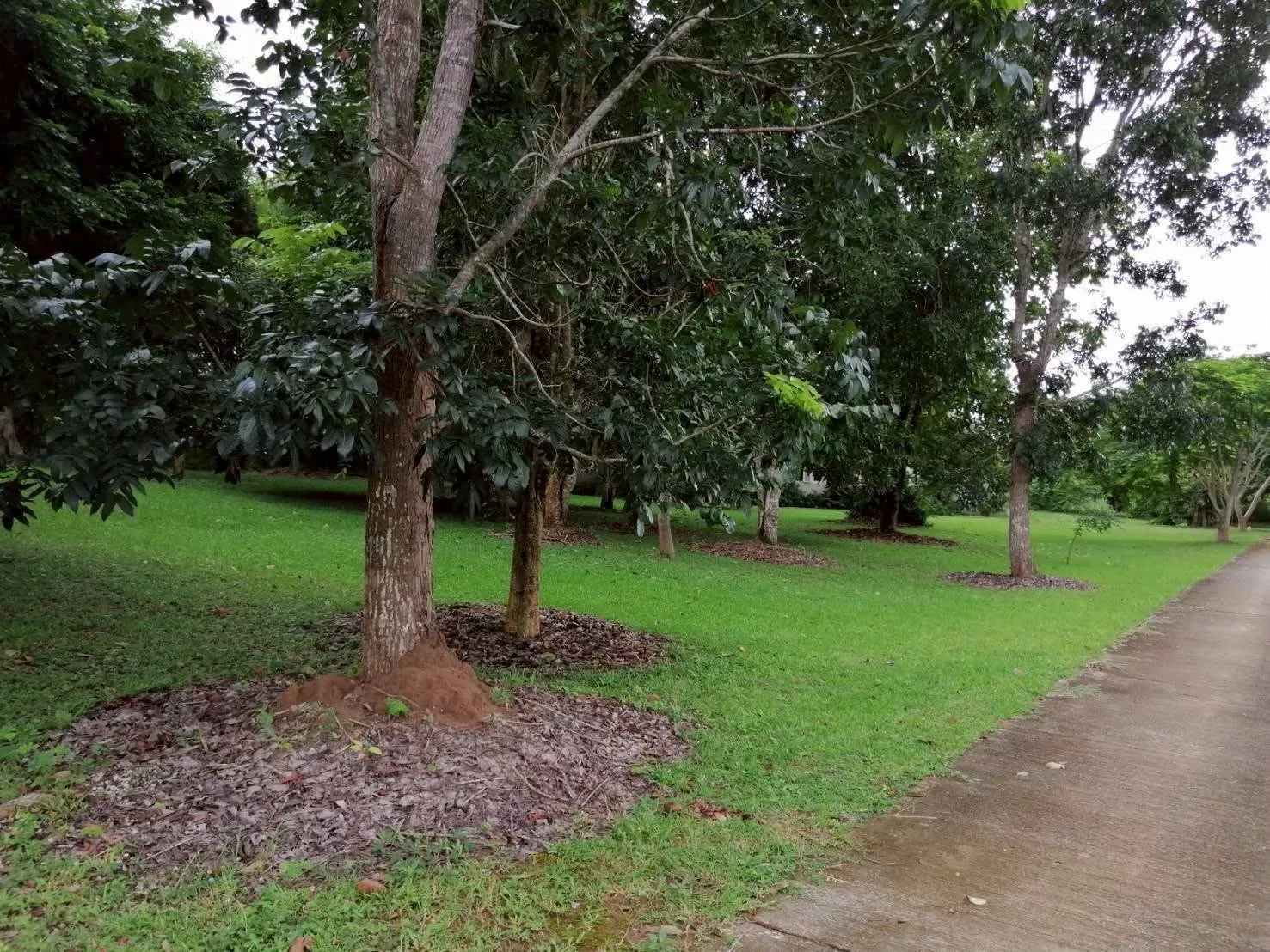 ที่ดินทำเลทอง หลังเซ็นทรัลเชียงราย ดอยพระบาท 9,000 บาทต่อตร.ว.