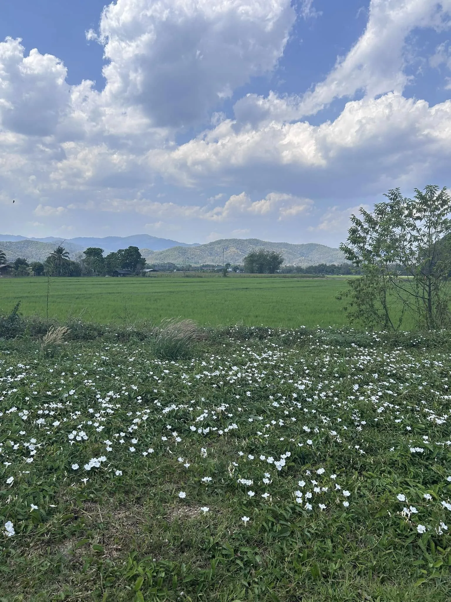ขายที่ดินวิวสวยใกล้สิงห์ปาร์ค เมืองเชียงราย 229 ตร.ว. ราคาเริ่ม 1.49 ล้านบาท